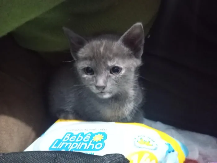 Gato raça SRD-ViraLata idade 2 a 6 meses nome Nina