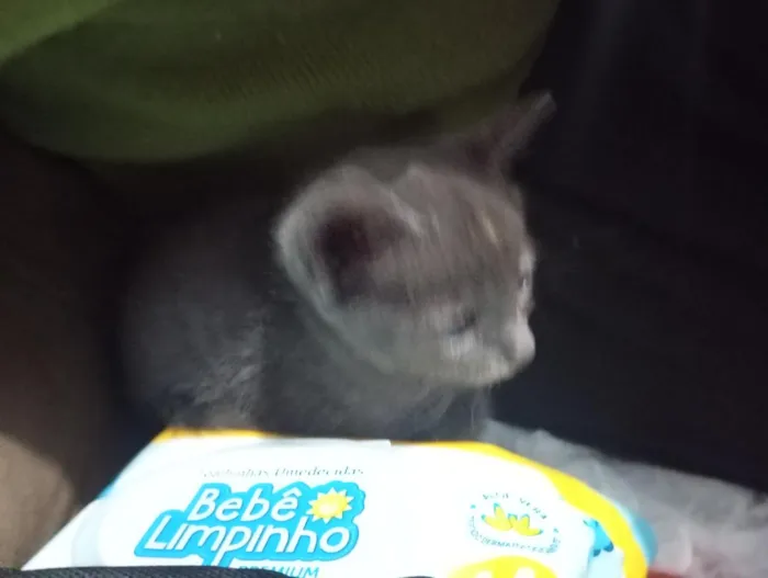 Gato raça SRD-ViraLata idade 2 a 6 meses nome Nina
