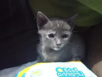 Gato raça SRD-ViraLata idade 2 a 6 meses nome Nina