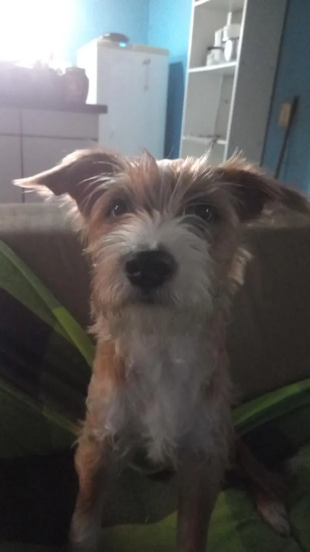 Cachorro raça SRD-ViraLata idade 7 a 11 meses nome Alyrio