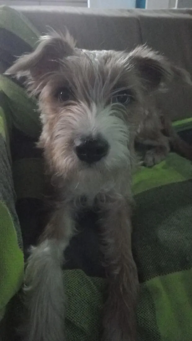 Cachorro raça SRD-ViraLata idade 7 a 11 meses nome Alyrio