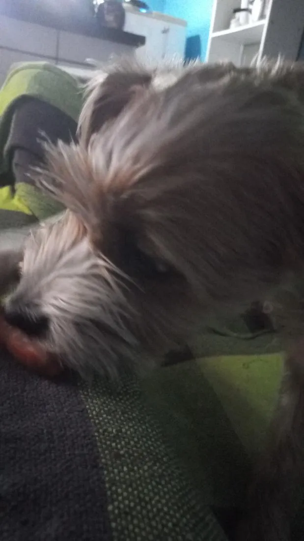 Cachorro raça SRD-ViraLata idade 7 a 11 meses nome Alyrio