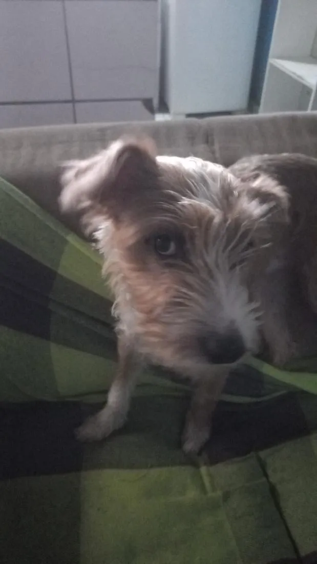 Cachorro raça SRD-ViraLata idade 7 a 11 meses nome Alyrio