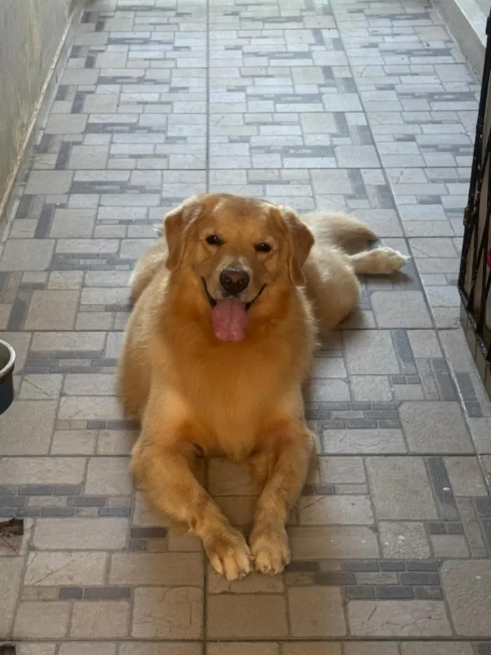 Cachorro raça Labrador idade 3 anos nome Apollo