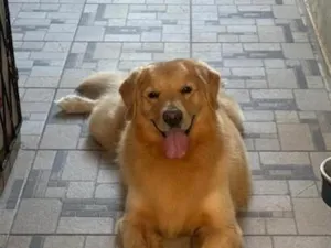 Cachorro raça Labrador idade 3 anos nome Apollo