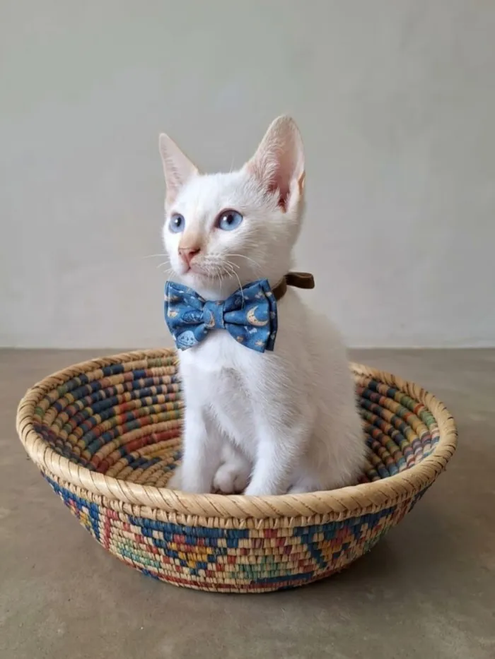 Gato raça SRD-ViraLata idade 2 a 6 meses nome Luan 