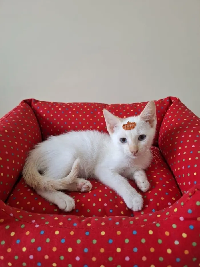 Gato raça SRD-ViraLata idade 2 a 6 meses nome Luan 