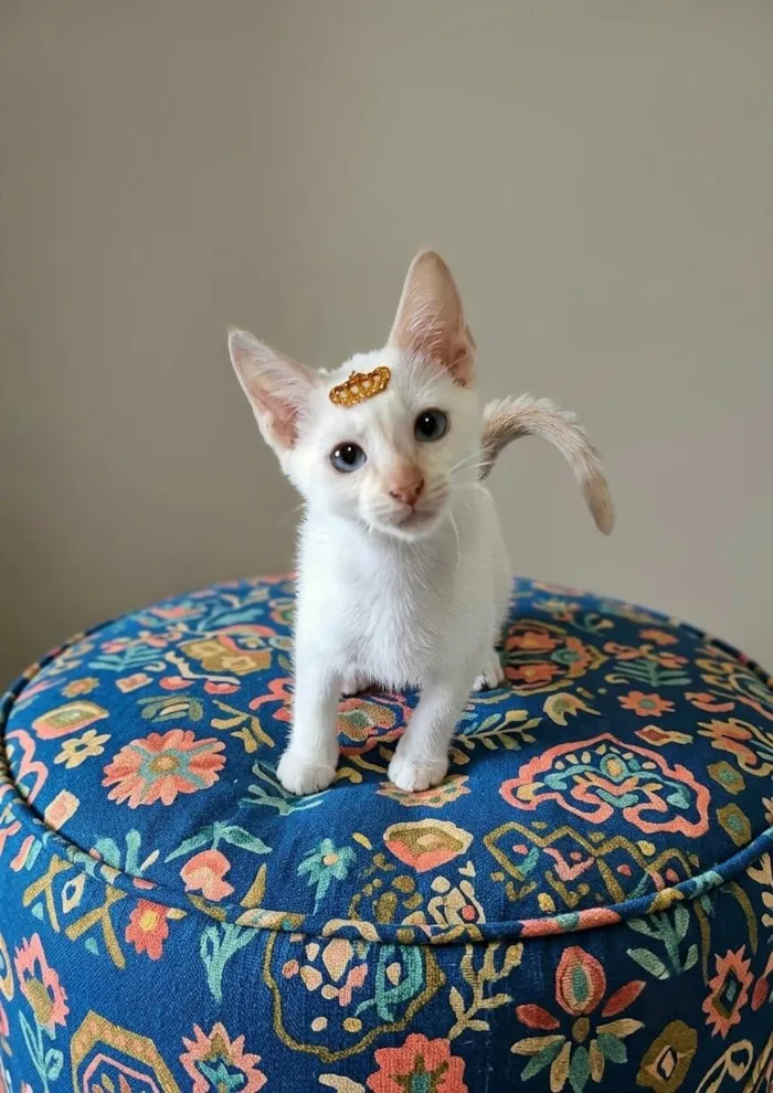 Gato raça SRD-ViraLata idade 2 a 6 meses nome Luan 