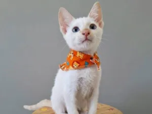Gato raça SRD-ViraLata idade 2 a 6 meses nome Luan 