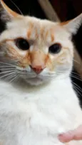 Apito