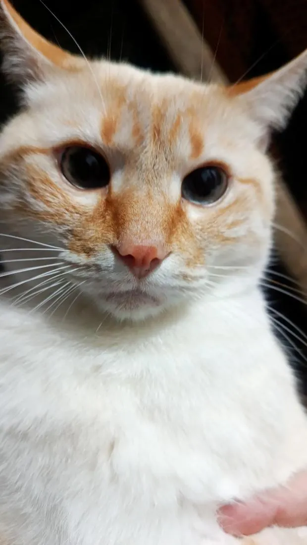 Gato raça SRD-ViraLata idade 2 anos nome Apito