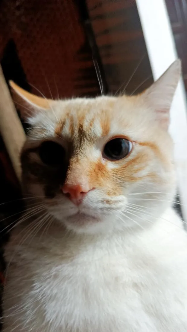 Gato raça SRD-ViraLata idade 2 anos nome Apito