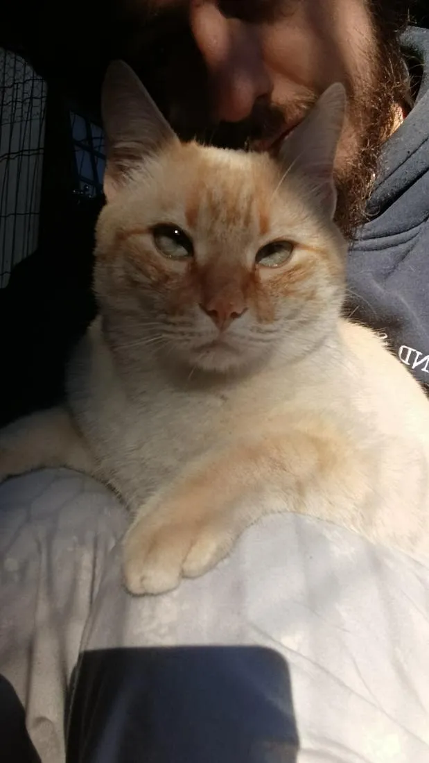 Gato raça SRD-ViraLata idade 2 anos nome Apito