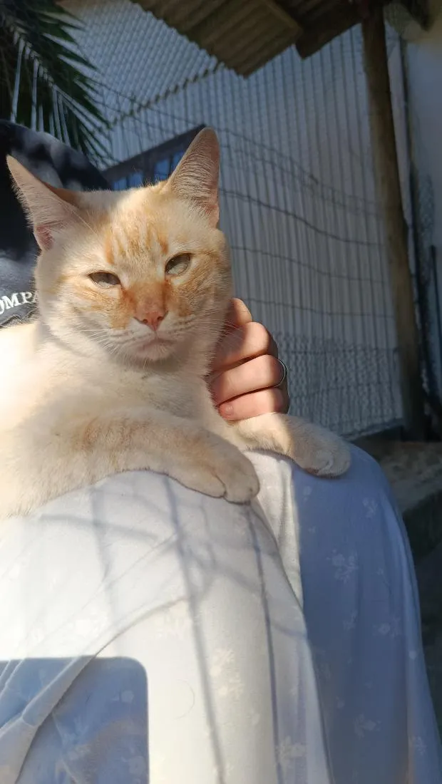 Gato raça SRD-ViraLata idade 2 anos nome Apito