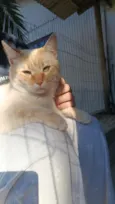 Apito