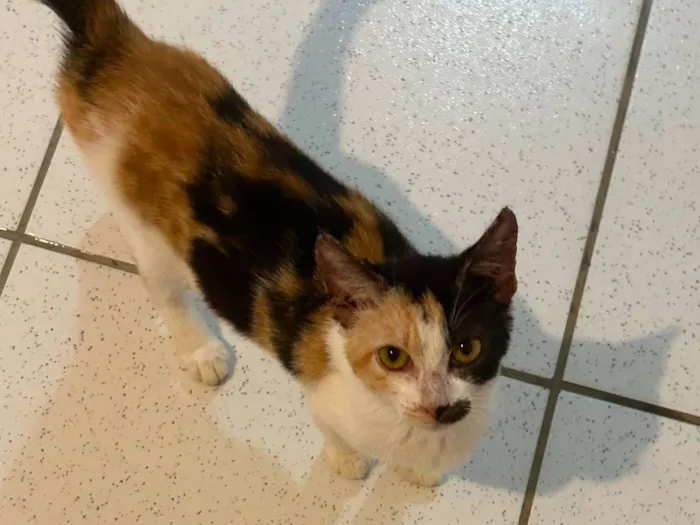 Gato raça SRD-ViraLata idade 2 a 6 meses nome sem nome 