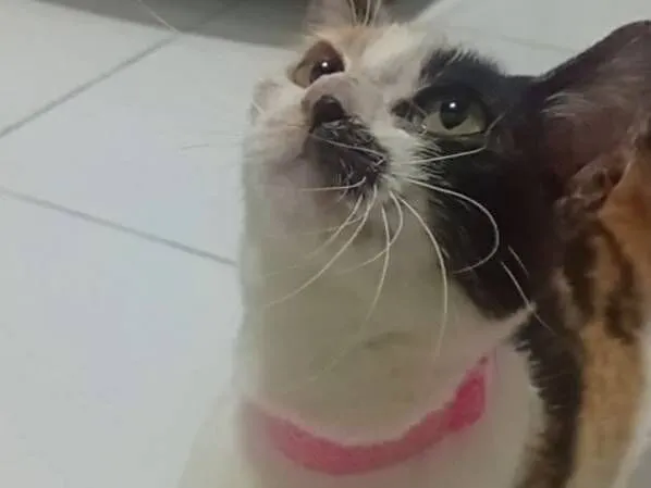 Gato raça SRD-ViraLata idade 2 a 6 meses nome sem nome 