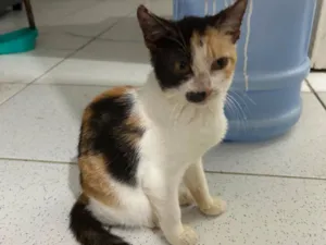 Gato raça SRD-ViraLata idade 2 a 6 meses nome sem nome 