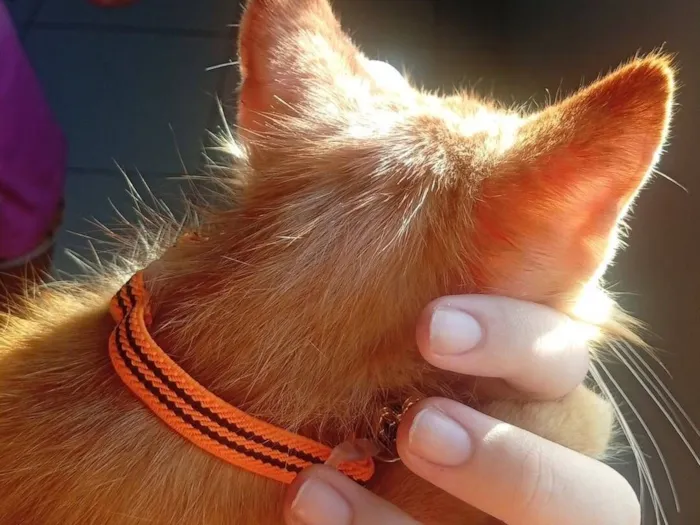 Gato raça Exótico idade 2 a 6 meses nome sem nome