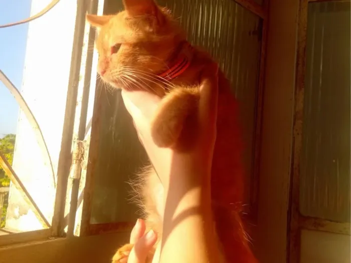 Gato raça Exótico idade 2 a 6 meses nome sem nome