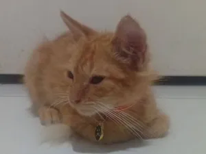Gato raça Exótico idade 2 a 6 meses nome sem nome