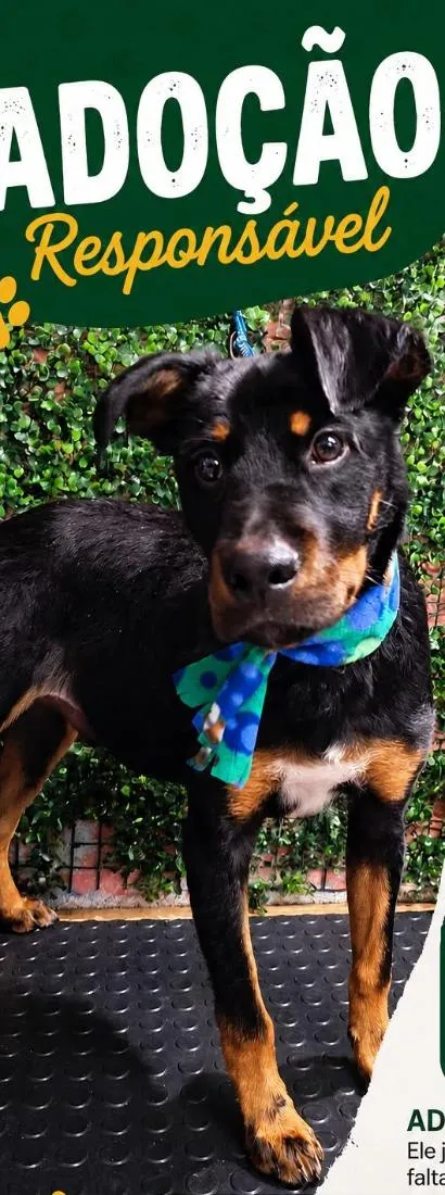 Cachorro raça SRD-ViraLata idade 1 ano nome Tarciso