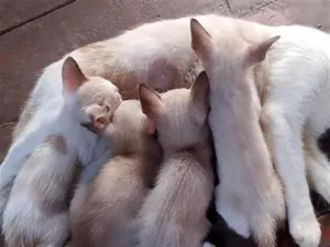 Gato raça SRD-ViraLata idade 2 a 6 meses nome Gato 