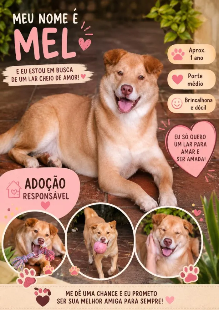 Cachorro raça SRD-ViraLata idade 1 ano nome Mel