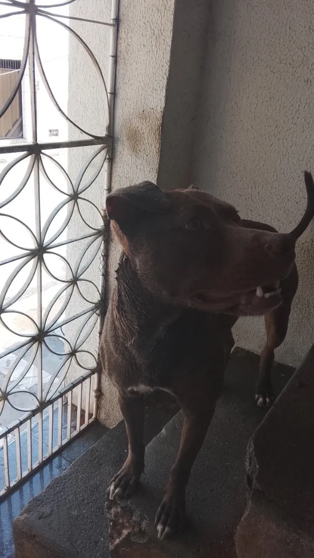 Cachorro raça Pit-Bull idade 2 anos nome Zeus 