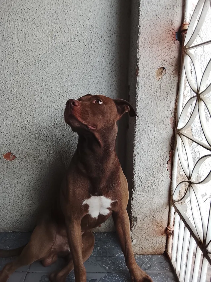Cachorro raça Pit-Bull idade 2 anos nome Zeus 