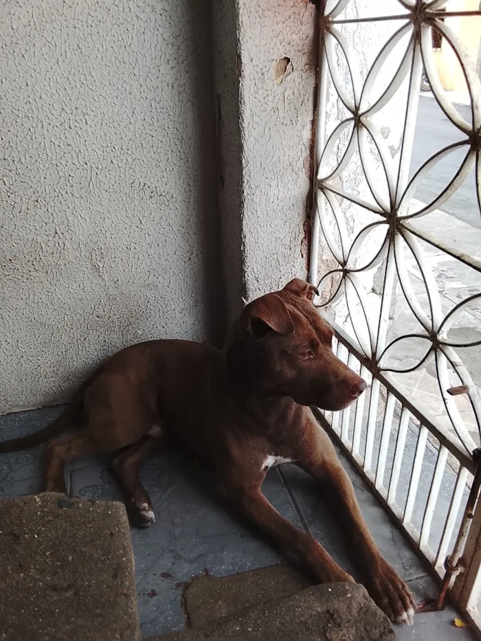 Cachorro raça Pit-Bull idade 2 anos nome Zeus 