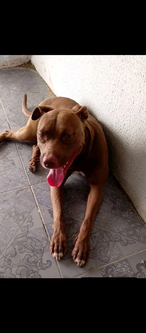 Cachorro raça Pit-Bull idade 2 anos nome Zeus 