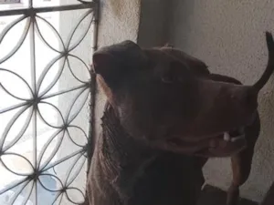 Cachorro raça Pit-Bull idade 2 anos nome Zeus 