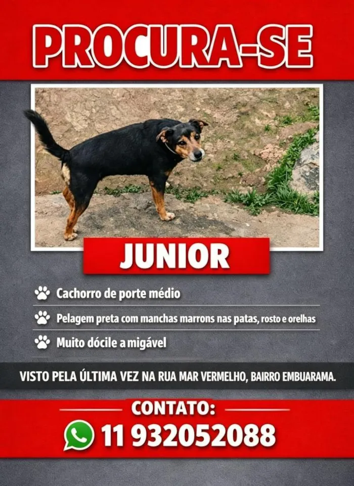Cachorro raça SRD-ViraLata idade 6 ou mais anos nome Júnior