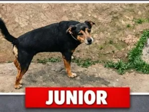 Cachorro raça SRD-ViraLata idade 6 ou mais anos nome Júnior