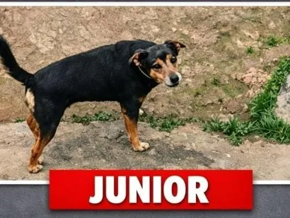 Cachorro raça SRD-ViraLata idade 6 ou mais anos nome Júnior