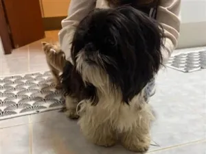 Cachorro raça Shitzu idade 2 anos nome PERDIDO