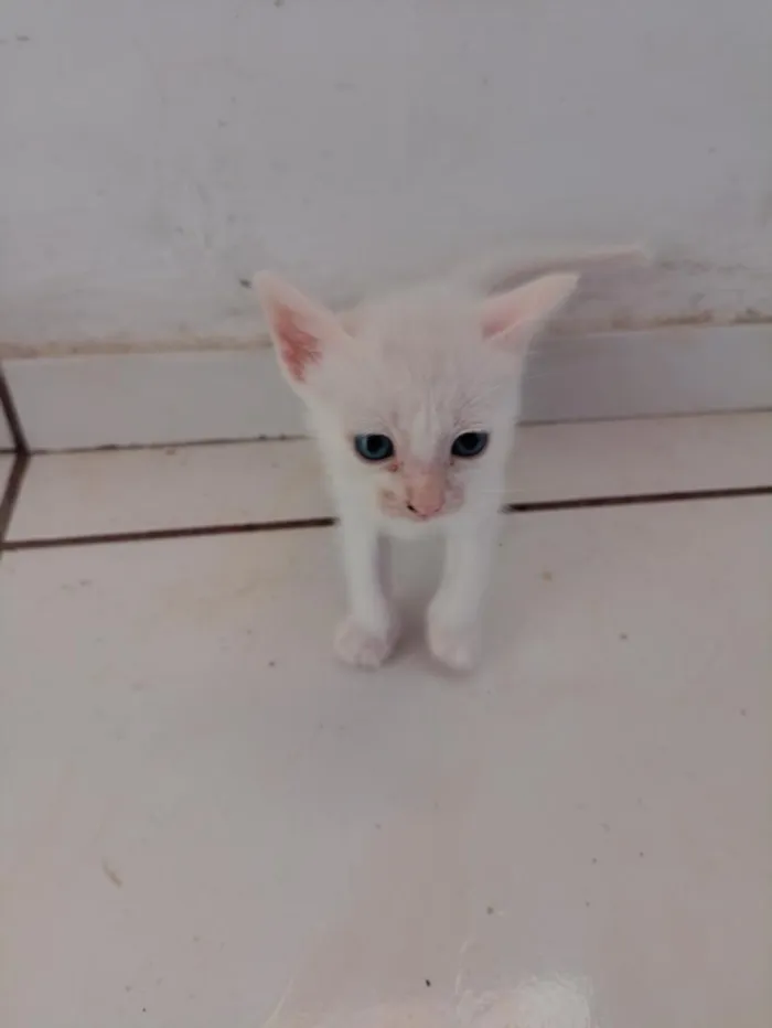 Gato raça SRD-ViraLata idade Abaixo de 2 meses nome .