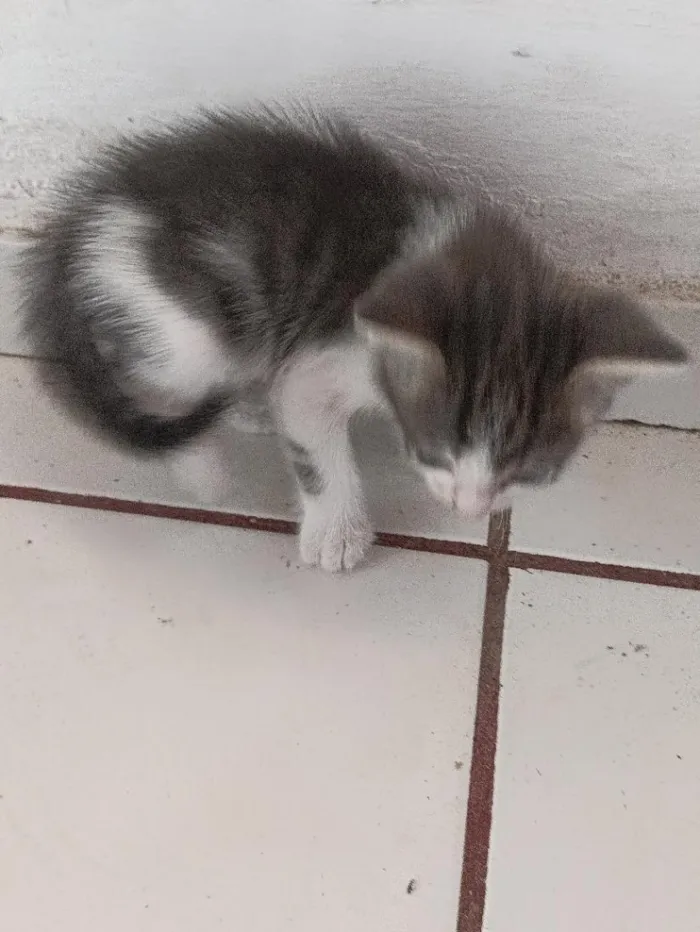Gato raça SRD-ViraLata idade Abaixo de 2 meses nome .