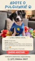 Pulguinha