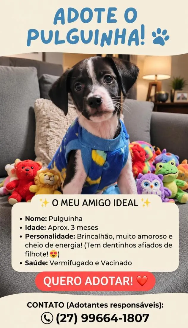 Cachorro raça SRD-ViraLata idade 2 a 6 meses nome Pulguinha