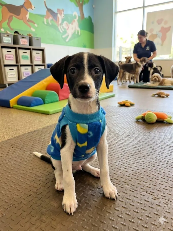 Cachorro raça SRD-ViraLata idade 2 a 6 meses nome Pulguinha
