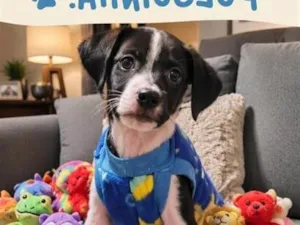 Cachorro raça SRD-ViraLata idade 2 a 6 meses nome Pulguinha