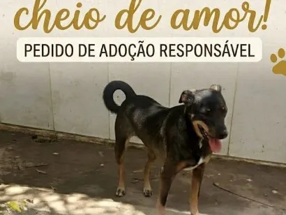 Cachorro raça SRD-ViraLata idade 3 anos nome Judith