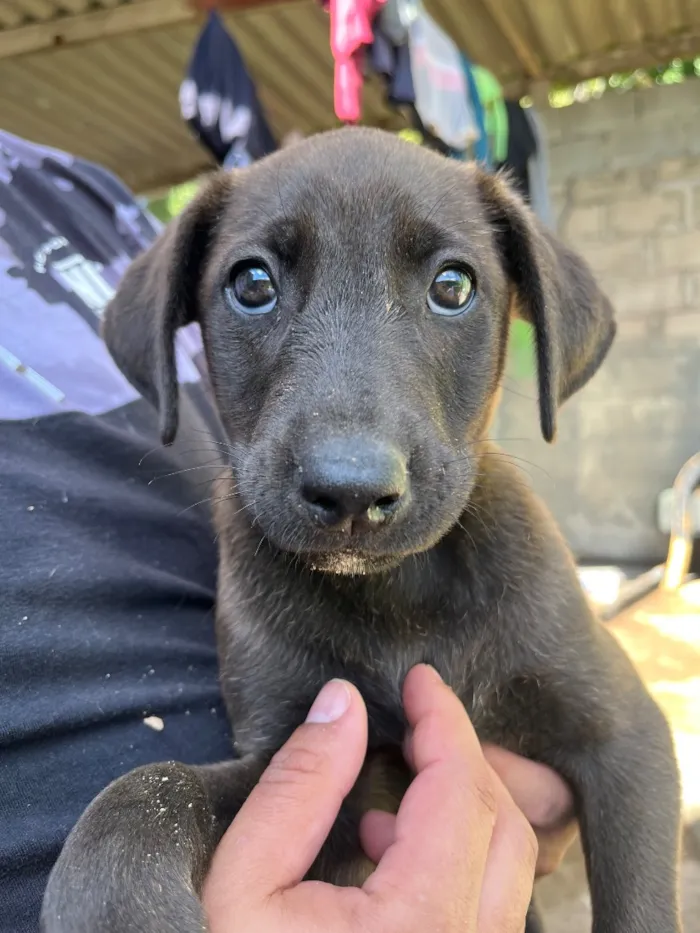 Cachorro raça SRD-ViraLata idade 2 a 6 meses nome Pretinho 