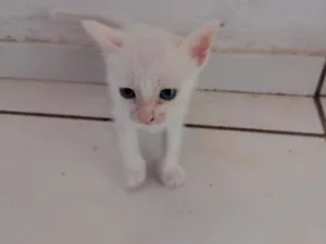 Gato raça SRD-ViraLata idade Abaixo de 2 meses nome .