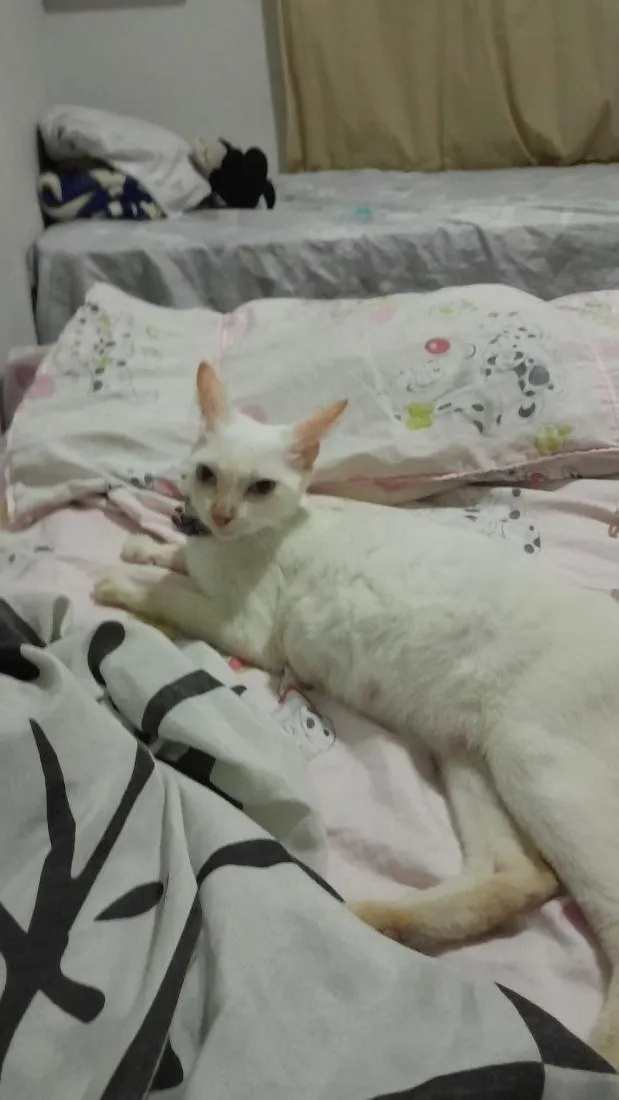 Gato raça SRD-ViraLata idade 1 ano nome maria isabel