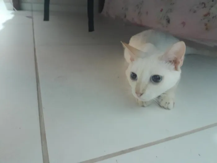 Gato raça SRD-ViraLata idade 1 ano nome maria isabel