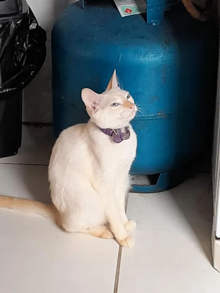 Gato raça SRD-ViraLata idade 1 ano nome maria isabel