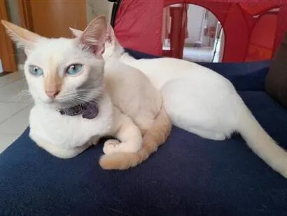 Gato raça SRD-ViraLata idade 1 ano nome maria isabel